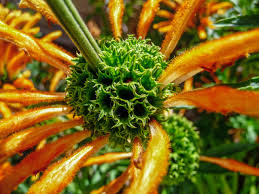 Image result for Leonotis nepetifolia