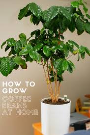 Grow Coffee Beans At Home In 2020 Coffee Plant Growing Coffee Coffee Tree