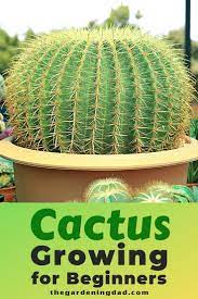 How To Grow Cactus Indoors Outdoors The Gardening Dad How To Grow Cactus Growing Succulents Succulent Gardening