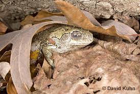 The gray tree frog is classified as hyla versicolor, the. 1025 0901 Jpg Kuhn Photo