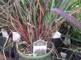 Image result for Andropogon chinensis