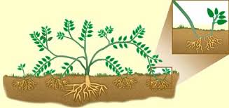 Maybe you would like to learn more about one of these? Forsythia Propagation Methods Horticulture 202 2015