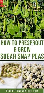 Sugar snap peas are a garden staple in the spring. How To Presprout And Grow Sugar Snap Peas Step By Step Instructions