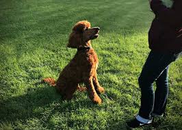Its been raining and nasty out lately so the puppies got to wear off some steam in. Our Goal Dry Creek Poodles