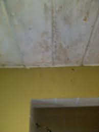 Bathroom Bathroom Shower How Does Mould Grow What Is Mould Effects Of Mould Mould Bathroom Mould Mildew Mold In Bathroom Bathroom Ceiling Mold Remover