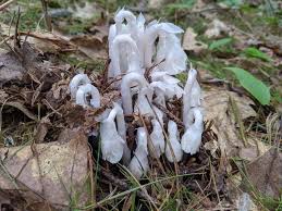 Image result for Leptochloa uniflora