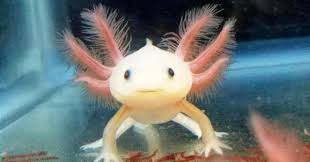 An unnamed man living in paris becomes fascinated by an axolotl, a creature that he observes in the aquarium of the jardin. Ein Axolotl Das Musst Ihr Uber Die Haltung Wissen Schlappohr