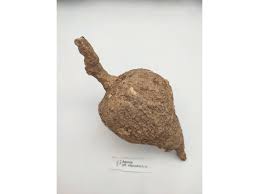 Image result for Adenia stenodactyla