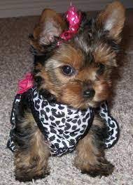 Maybe you would like to learn more about one of these? Healthy Teacup Yorkie Puppies For Adoption For Sale In Raleigh North Carolina Classified Americanlisted Com