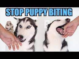 We did not find results for: 3 Easy Steps To Stop Puppy Biting Siberian Husky Training Youtube