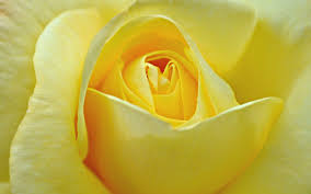 Yellow Rose Flower Wallpapers Wallpaper Cave A rose is a woody perennial flowering plant of the genus rosa, in the family rosaceae, or the flower it bears. yellow rose flower wallpapers