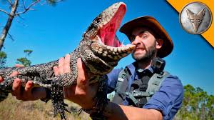 Black And White Tegu Lizard Florida An Up Close Look At A Black And White Tegu Lizard Who Made Itself At Home In The Florida Everglades Cute Animal Videos Animal Logic Animals