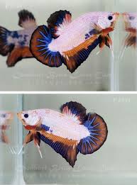 Fancy Hmpk 349 Betta Aquarium Betta Fish Types Betta Fish
