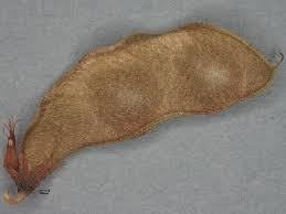 Image result for Rhynchosia tricuspidata