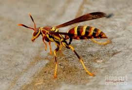 Pin On Insect