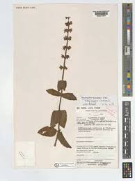 Image result for Coleus maculosus