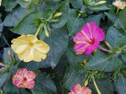 Mirabilis Jalapa Four O Clock
