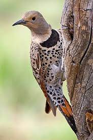 Although you may picture a woodpecker high on a tree trunk, northern flickers—young and old—actually forage mostly on the ground. Northern Flicker Wikipedia