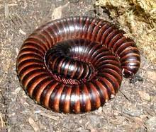 Ilmuwan ungkap penyebabnya adalah siklus hidup hewan ini, ternyata merupakan salah satu organisme periodikal dengan siklus hidup delapan tahun. Kaki Seribu Si Kaki Banyak Korban Salah Kaprah Manusia Re Tawon