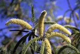 Image result for Prosopis glandulosa