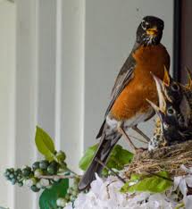 Check spelling or type a new query. What To Do When Robins Make A Nest On Your Front Door Gardening4joy