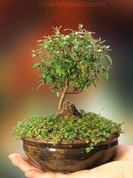 Summer Flowering And Fruiting Herbaceous Bonsai Dwarf Indoor Bonsai Tree Bonsai Tree Care Indoor Bonsai