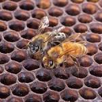  Report: Woman dies after 'live bee acupuncture' treatment