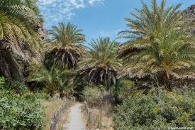 We did not find results for: The Preveli Palm Forest