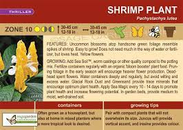 Golden Shrimp Plant Care Plants Plant Care Yellow Flowers