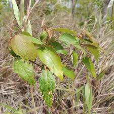 Image result for Scleria delicatula