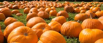 Pumpkin patch open thanksgiving monday. Demarest Farms Pick Your Own Pumpkins 2021