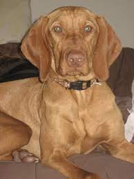 The original gfp puppy finder. Vizsla Dog Rescue California