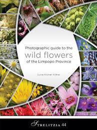 Image result for Stemodiopsis rivae