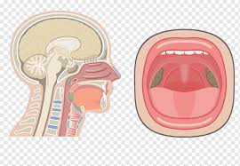 4 nasal cavity and paranasal sinus cancers. Nasal Cavity Anatomy Of The Human Nose Pharynx Respiratory System Nose People Head Anatomy Png Pngwing