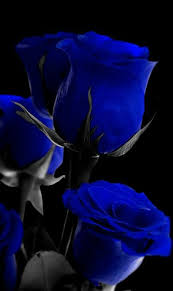 Pin By Chika On Tulips Other Flowers Blue Roses Wallpaper Blue Roses Blue Flower Wallpaper