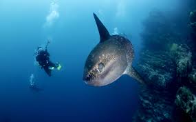 Kawaii manta ray shark fish blue tesselation spoonflower fabric by the yard. Where To Dive With Bali Manta Rays And Mola Mola Sun Fish Now Bali