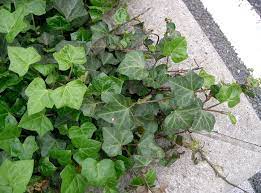 Родина — африка, юг азии, юг европы, крым. Hedera Helix Wikipedia