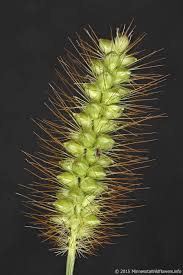 Image result for Setaria pumila