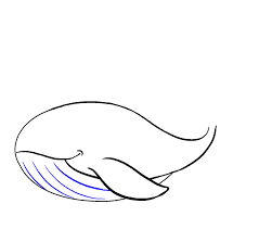 Draw the tail of the baleen whale, like a heart. How To Draw A Whale In A Few Easy Steps Easy Drawing Guides