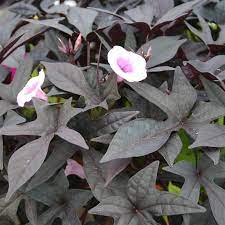 1000 x 1000 jpeg 190 кб. Ipomoea Sweet Caroline Purple P