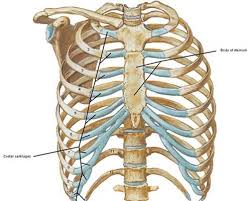 The rib cage consists of 24 ribs, 12 on either side, and it shields the organs of the chest, including the heart and the lungs, from damage. Rib Cage Outlander Anatomy