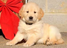 They retrieve on water and land. Pin On Golden Lab Flat Coated Retriever