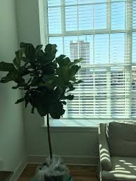 Just as i mention in my posts on monstera deliciosas and rubber trees, i don't have an issue with my cats and fiddles. Decided To Join The Fiddle Leaf Fig Family Houseplants
