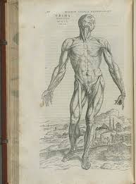 Page 170 Of Andreas Vesalius De Corporis Humani Fabrica Libri Septem 1543 Featuring The Illustrated Woodcu Human Figure Drawing Andreas Vesalius Anatomy Art