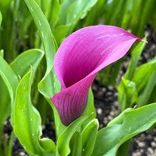 Image result for Zantedeschia