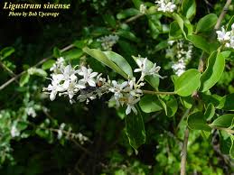 Image result for Ligustrum sinense