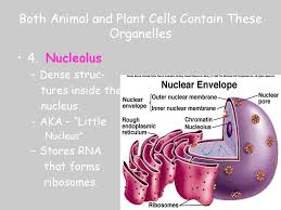 Animal cells have mitochondria but no chloroplasts. Cells Ppt Download
