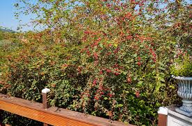 Wuchs kriechender, immergrüner strauch mit sehr starkwüchsigen, eng am boden. Getummel An Der Zwergmispel Global 2000