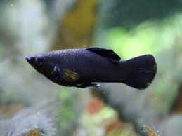 Here is an update on my betta fish and guppy community tank in more of a vlog format. 20 Best Guppy Fish Tank Mates With Pictures