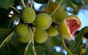 fig tree ile ilgili görsel sonucu